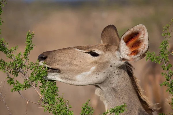 Вид Дикой Антилопы Саванне — стоковое фото