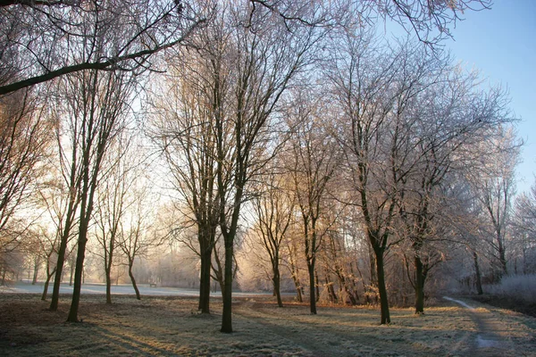 Красивый Зимний Пейзаж Деревьями Снегом — стоковое фото