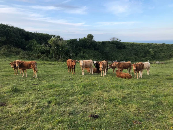 Vaches Broutant Dans Prairie — Photo