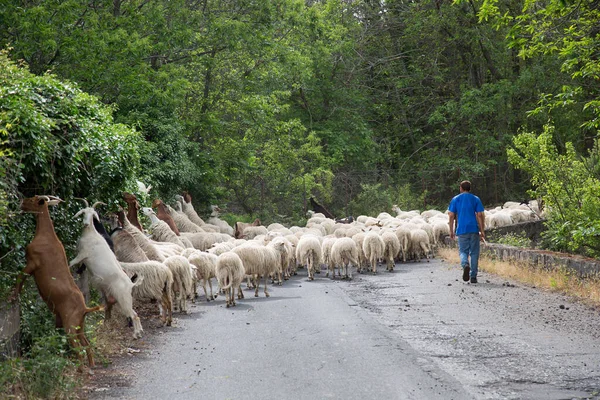 道路を歩いている羊やヤギの群れ — ストック写真