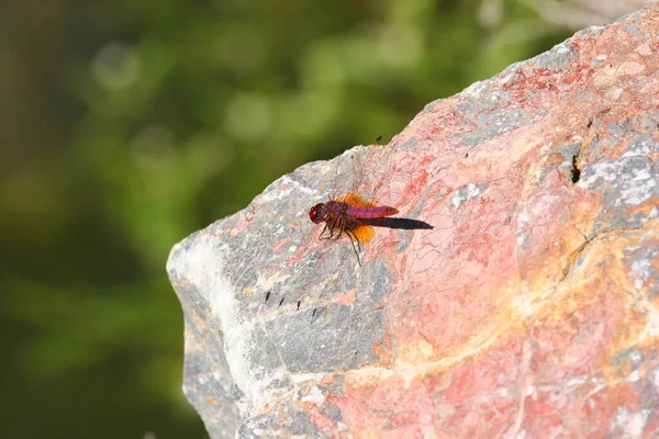 Scarlet Dragonfly Rock — 图库照片