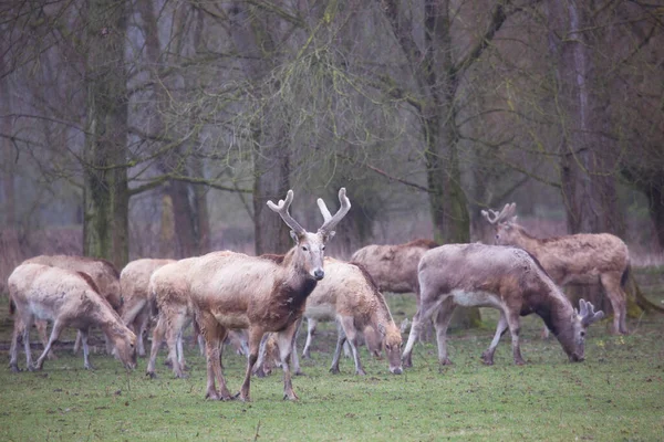 Ormanda güzel bir geyik