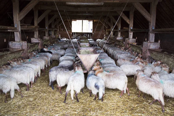 農場の羊たちは — ストック写真