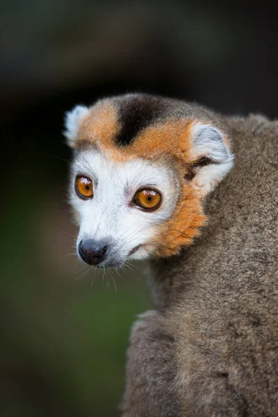 Taç Giymiş Lemur Eulemur Coronatus Yakın Görüntüsü — Stok fotoğraf