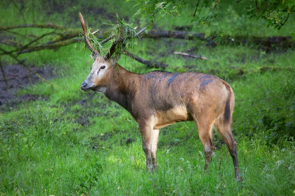 Deer Buck Forest — Stock Photo, Image