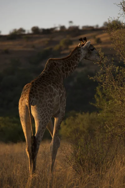 Kilátás Zsiráf Vadon Élő Állatok Afrika — Stock Fotó