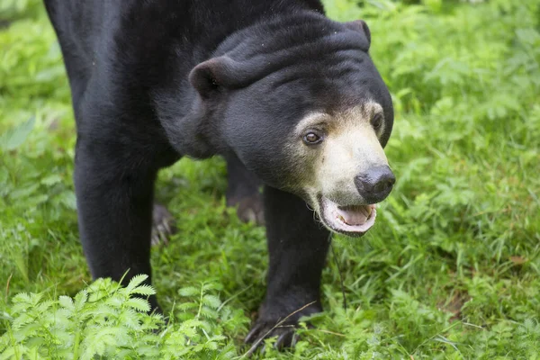 Güneş ayısı doğal yaşam alanında