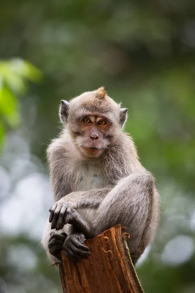 Caranguejo Jovem Macaco Cauda Longa Macaca Fascicularis Relaxado Observando Área — Fotografia de Stock