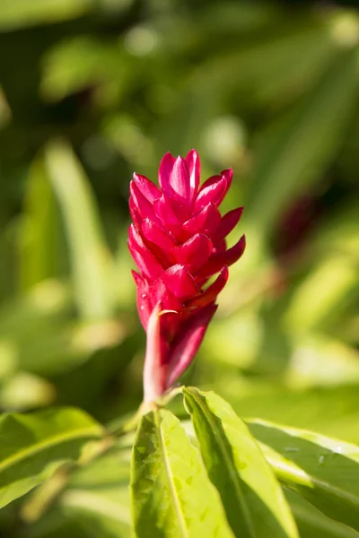 Bela Flor Rosa Jardim — Fotografia de Stock