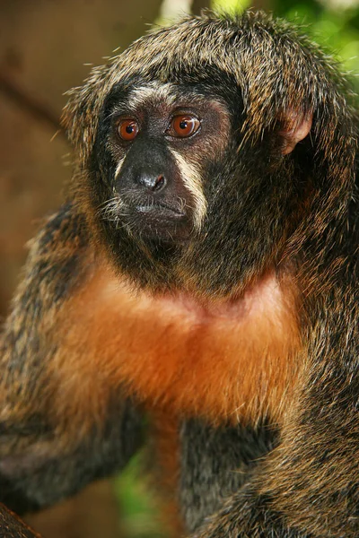 Zblízka Roztomilé Opice — Stock fotografie