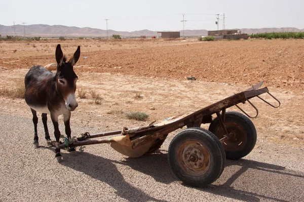 Burro Con Carro Soleado Desierto Escena —  Fotos de Stock