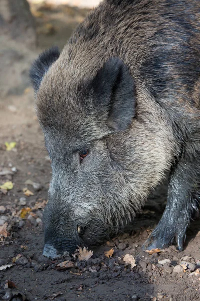 Wild Boar Swine Sus Scrofa Searching Food Mud — Stock Photo, Image