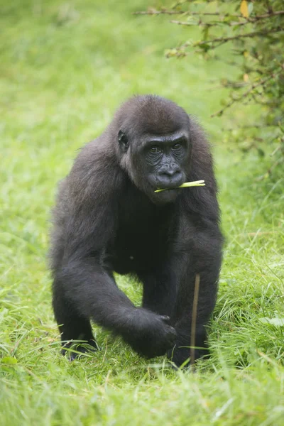 Gorilla Zoo Natürlicher Lebensraum — Stockfoto