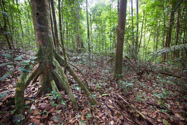 Ormandaki yemyeşil yemyeşil