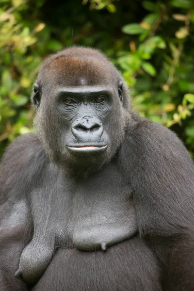 Hayvanat bahçesindeki goril, doğal yaşam alanı.