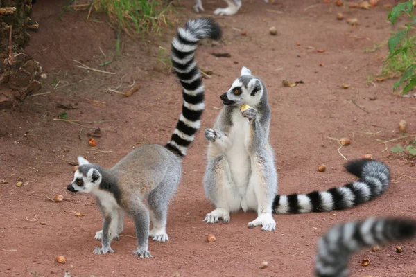 Halka kuyruklu lemur (Lemur catta)