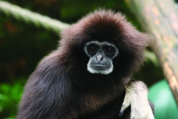 Closeup Gibbon — Stock Photo, Image