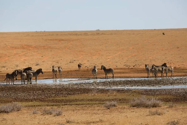 Górska Zebra Equus Zebra Stojąca Pasąca Się Otwartym Polu Trawy — Zdjęcie stockowe