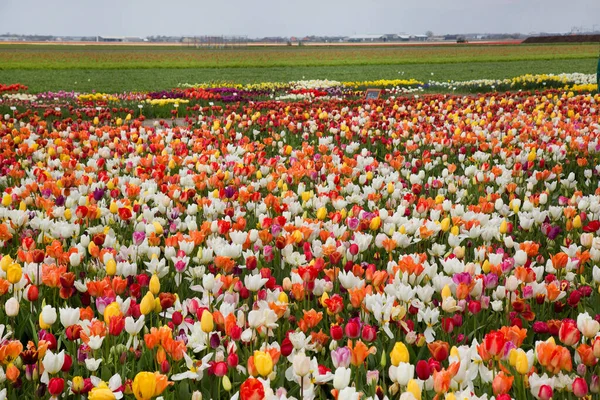 Красиві Різнокольорові Тюльпани Полі — стокове фото