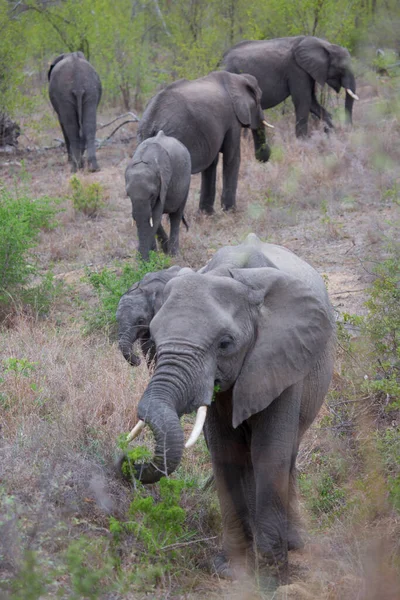 Слон Саванне Кении — стоковое фото
