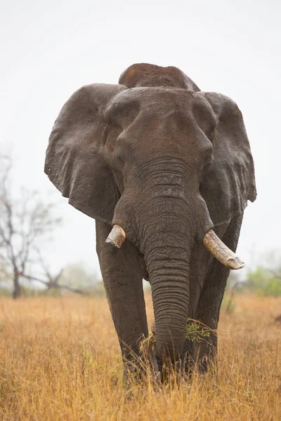 Afrykański Słoń Sawannie — Zdjęcie stockowe