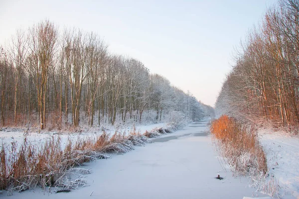 Donmuş orman ağaçlarıyla güzel bir manzara. 