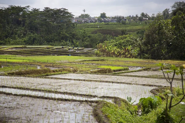Çeltik tarlaları ya da pirinç bitkilerinin yetiştiği Sawa arazisi