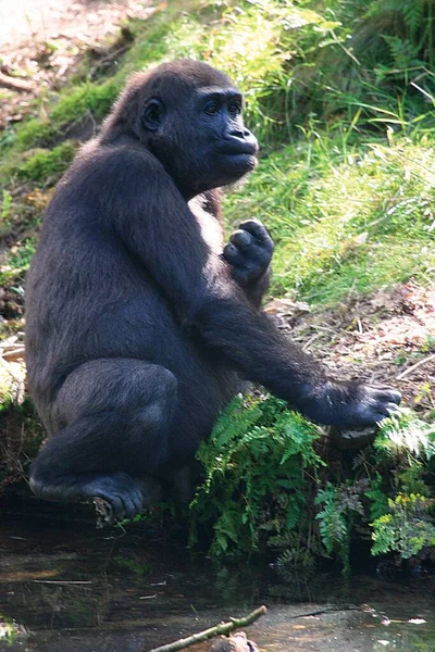 Gorila Preto Zoológico — Fotografia de Stock