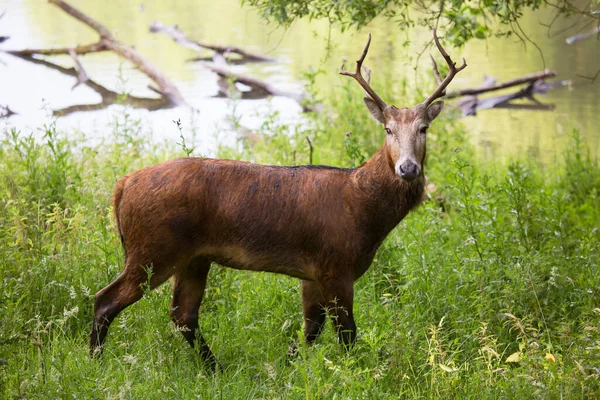 Red Deer Forest — Stock Photo, Image