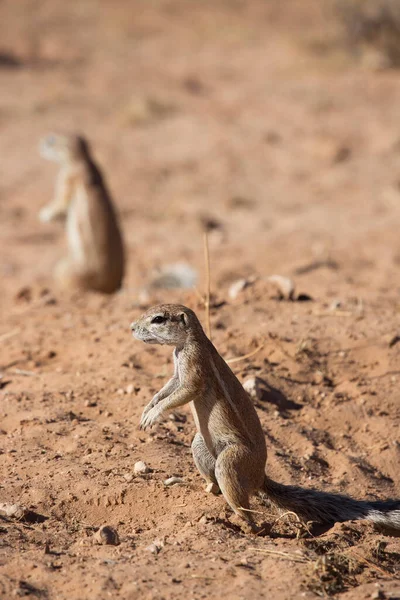 Colonie Écureuils Terrestres Cap Xerus Inauris Mangeant Affût Danger — Photo