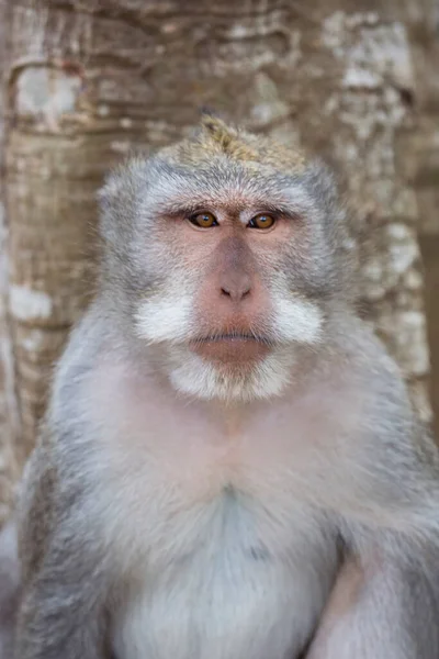 Krab Eten Lange Staart Makaak Macaca Fascicularis Ontspannen Observeren Van — Stockfoto