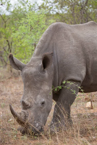 Білий Або Квадратний Носоріг Ceratotherium Simum Йде Над Саванським Пейзажем — стокове фото