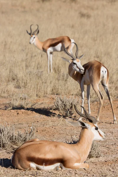 Springbok Antidorcas Marsupialis Wandelen Grazen Het Droge Grasland Van Woestijn — Stockfoto