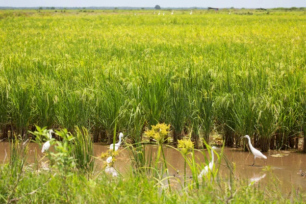 Yeşil çimenlikteki bir kuş