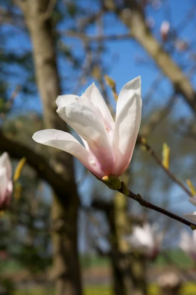 Fleurs Arbre Magnolia Soucoupe Magnolia Dans Parc Jardin Pleine Floraison — Photo