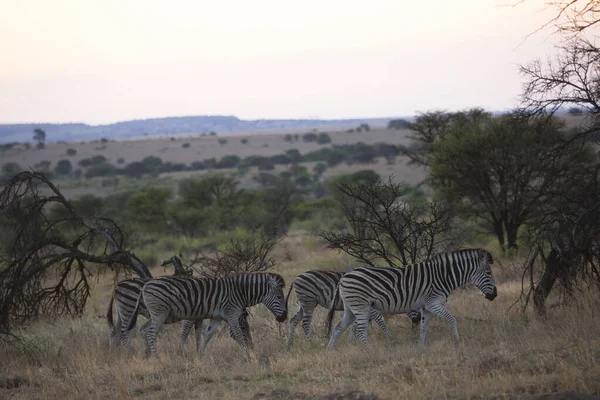 Kilátás Zebrák Nemzeti Parkban Afrika — Stock Fotó