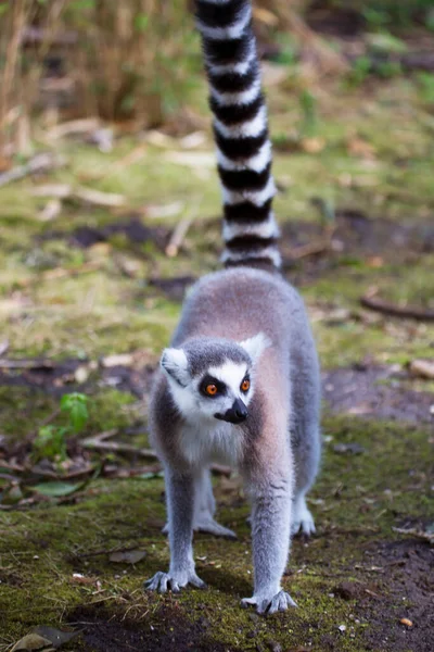 Lemure Dalla Coda Anello Lemur Catta — Foto Stock