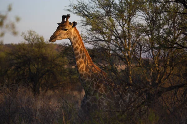 アフリカの野生動物におけるキリンの見方 — ストック写真