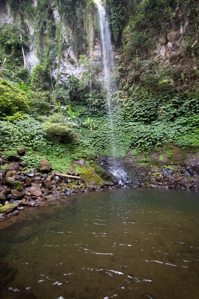 Mooie Waterval Achtergrond Met Een Groene Plant — Stockfoto