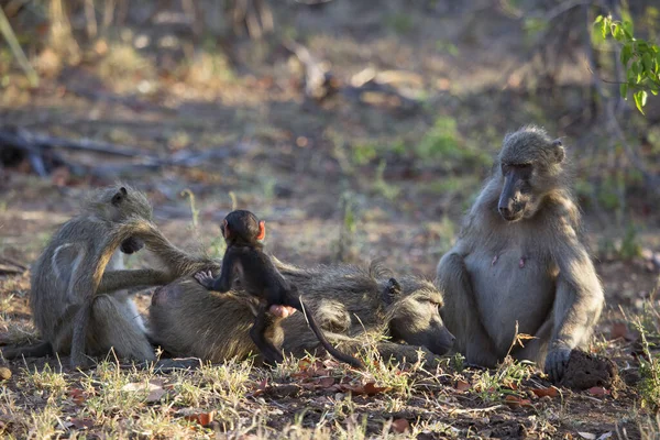 野生环境中可爱的狒狒 — 图库照片