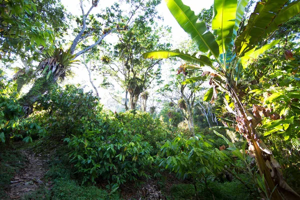 Güzel botanik çekimi, tropik yeşillik