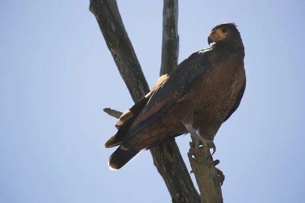 Ağaçta Tünemiş Vahşi Kuş Manzarası — Stok fotoğraf
