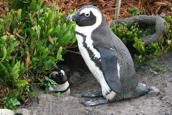 Пара Пингвинов Пляже — стоковое фото