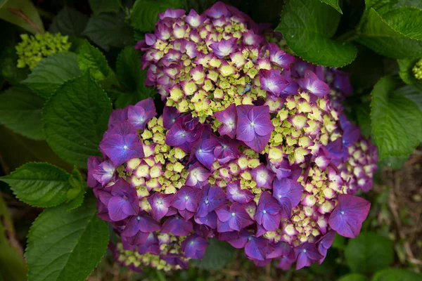 Hortensia Azul Púrpura —  Fotos de Stock