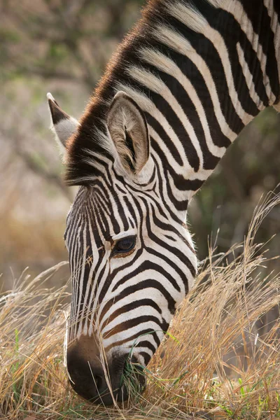 孤独的站立和放牧的平原斑马 Equus Quagga — 图库照片