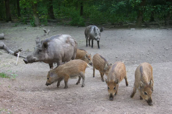 Ormandaki bir grup genç kahverengi domuz.