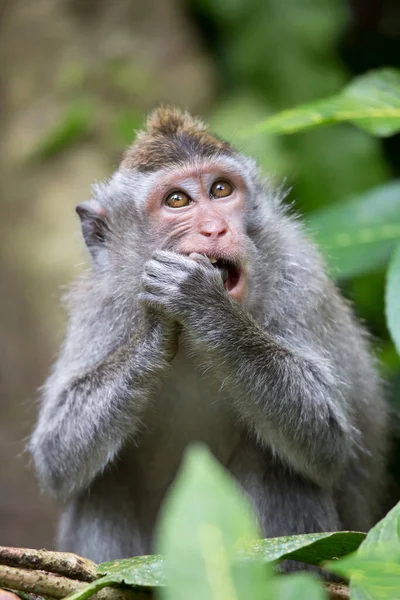 Caranguejo Macaco Cauda Longa Macaca Fascicularis Relaxado Observando Área — Fotografia de Stock