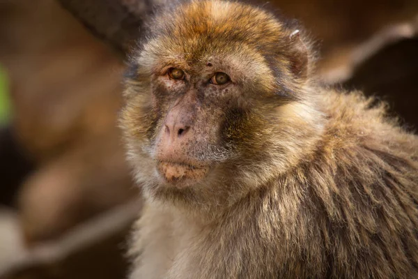 Close Macaco Bonito — Fotografia de Stock