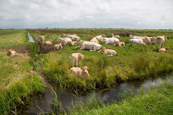 Çayırda otlayan inekler. 