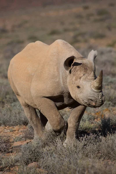 Rhinocéros Lèvres Crochues Noirs Diceros Bicornis Marchant Travers Les Broussailles — Photo